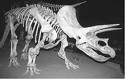 علم الحفريات- الحفريات النباتية والحيوانية